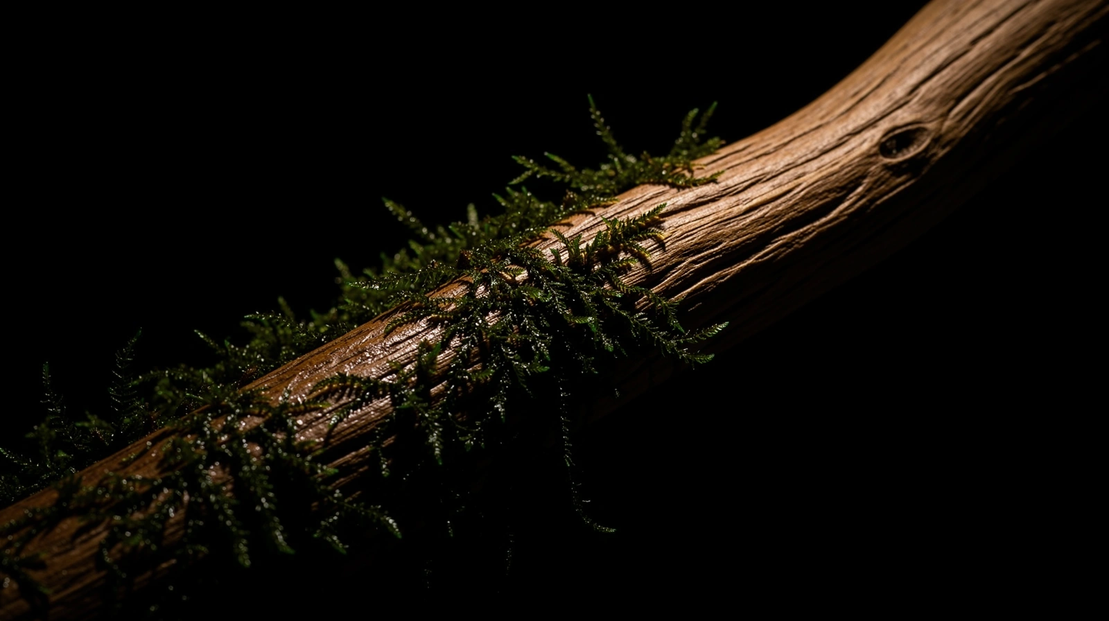 Botanical detail