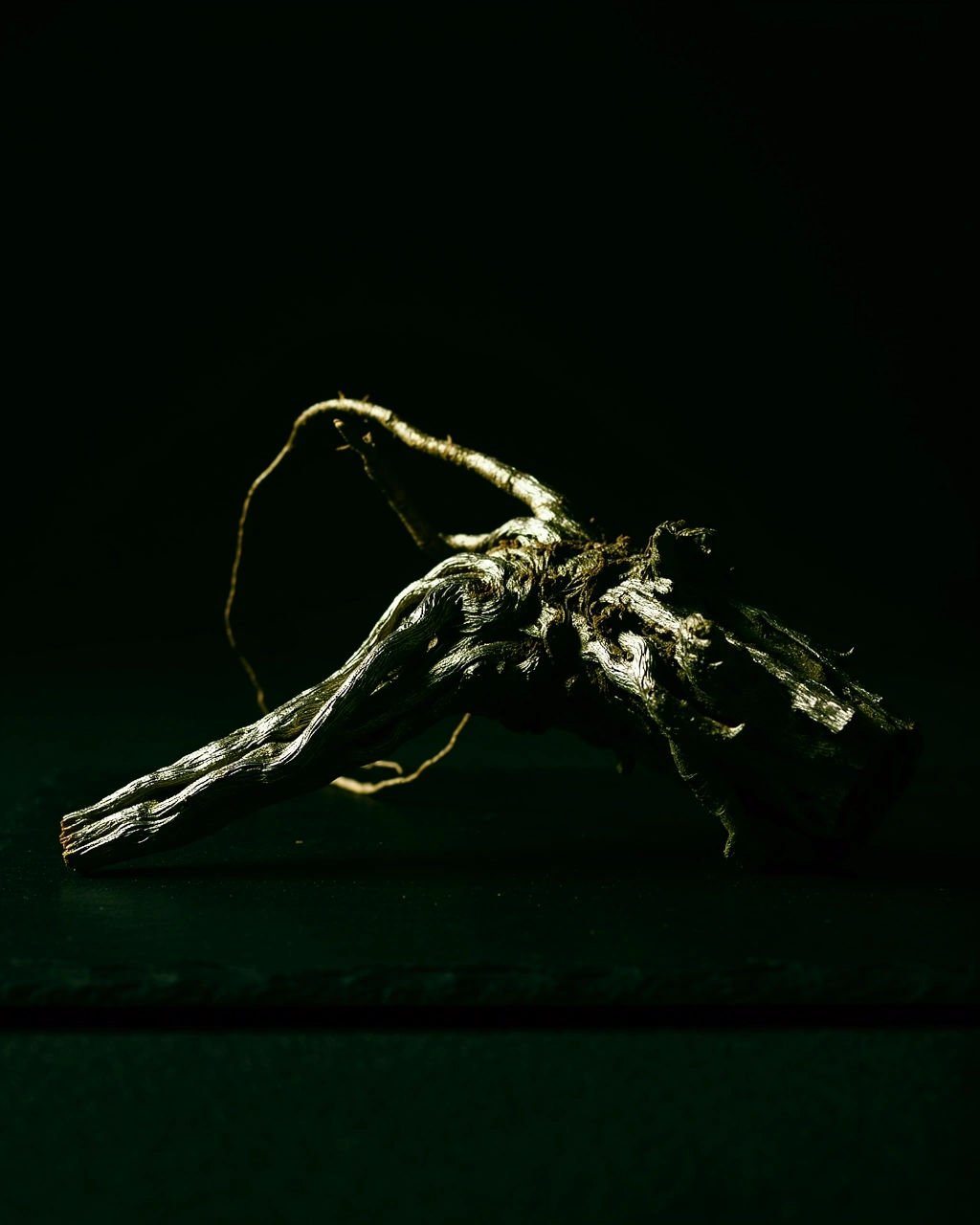 Eurycoma longifolia root specimen